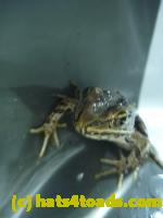 /home//u458753944/public_html/sourcegallery//Roxborough Toad Detour/2013-2019/2013/2013-05-08/P1120352.JPG